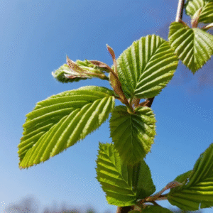 Carpe blanco o europeo (Carpinus betulus)
