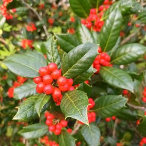 Acebo (Ilex aquifolium)