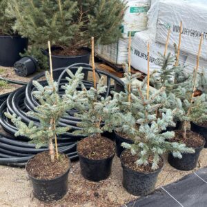 Pícea azul (Picea koster)