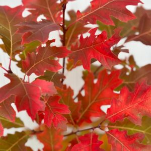 Roble rojo americano (Quercus rubra)
