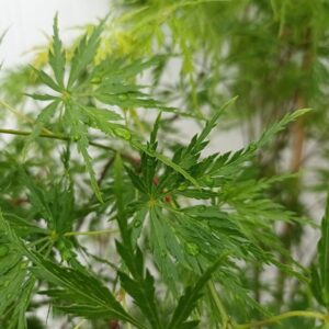 Arce Seiryu (Acer Seiryu)