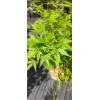Arce Sango-kaku (Acer Sango-kaku) - Imagen 3