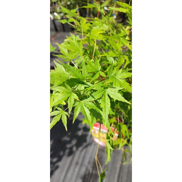 Arce Sango-kaku (Acer Sango-kaku) - Imagen 3