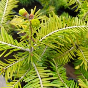 Abeto blanco (Abies alba)