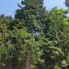 Abeto blanco (Abies alba) - Imagen 2