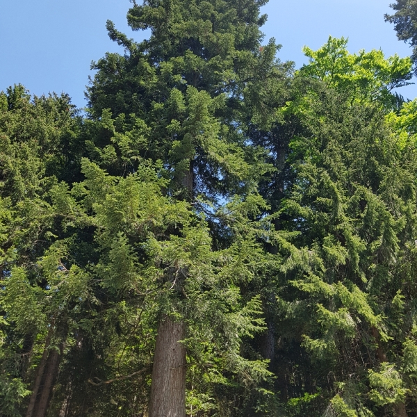 Abeto blanco (Abies alba) - Imagen 2
