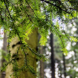 Abeto blanco (Abies alba)