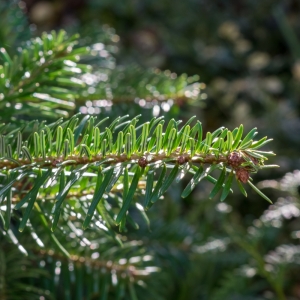 Abeto caucásico (Abies nordmanniana)