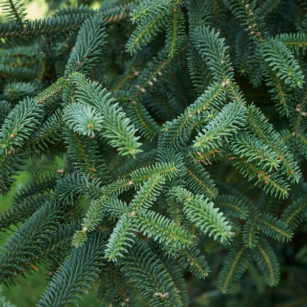 Abeto español (abies pinsapo)