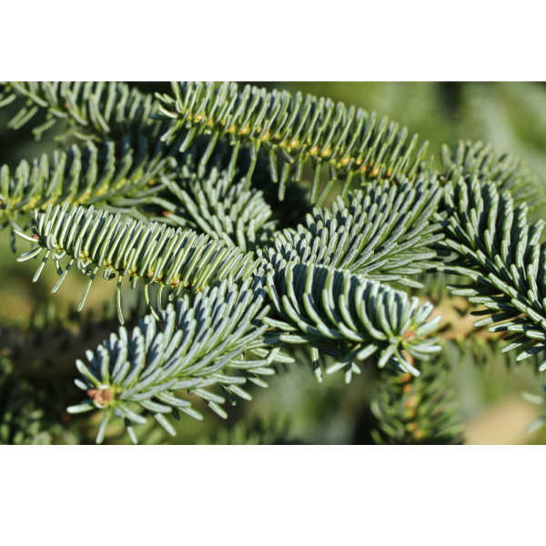Abeto español (abies pinsapo) - Imagen 2