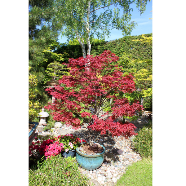 Arce Atropurpureum (Acer Atropurpureum) - Imagen 2