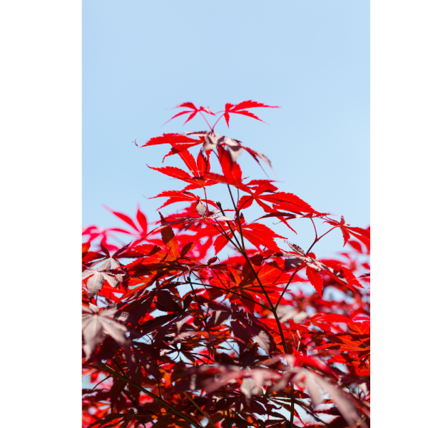 Arce Atropurpureum (Acer Atropurpureum) - Imagen 3