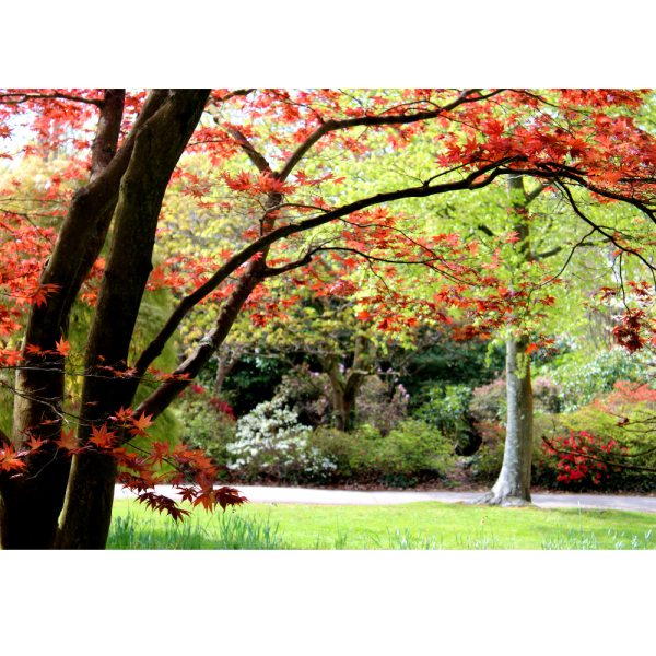 Arce Atropurpureum (Acer Atropurpureum) - Imagen 4
