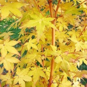Arce Bi-Hoo (Acer BiHoo)