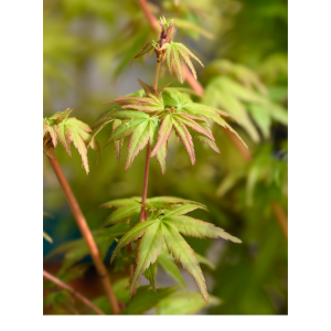 Arce Katsura (Acer Katsura)