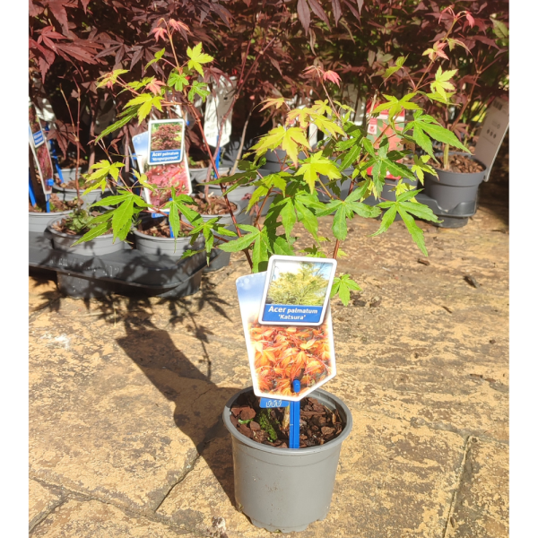 Arce Katsura (Acer Katsura) - Imagen 2