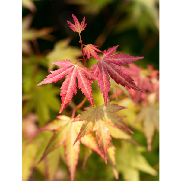 Arce Orange Dream (Acer Orange Dream) - Imagen 2