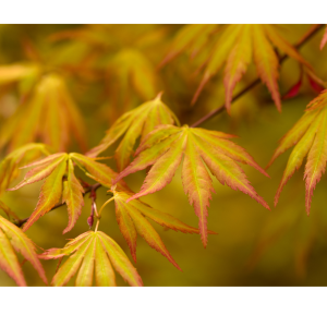 Arce Orange Dream (Acer Orange Dream)