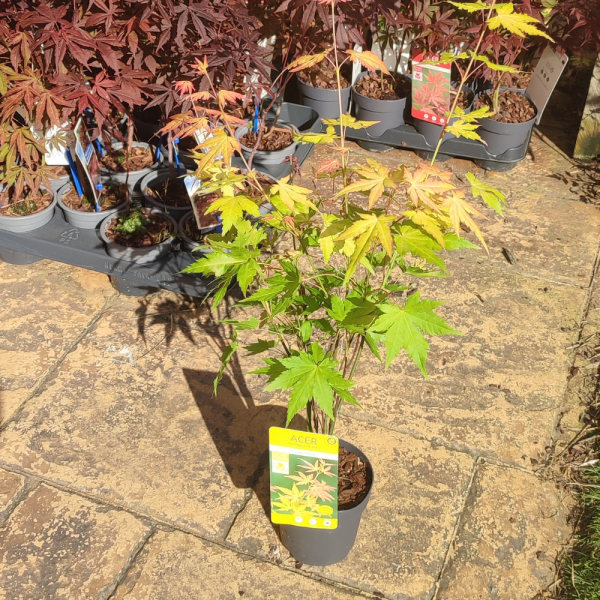 Arce Orange Dream (Acer Orange Dream) - Imagen 3