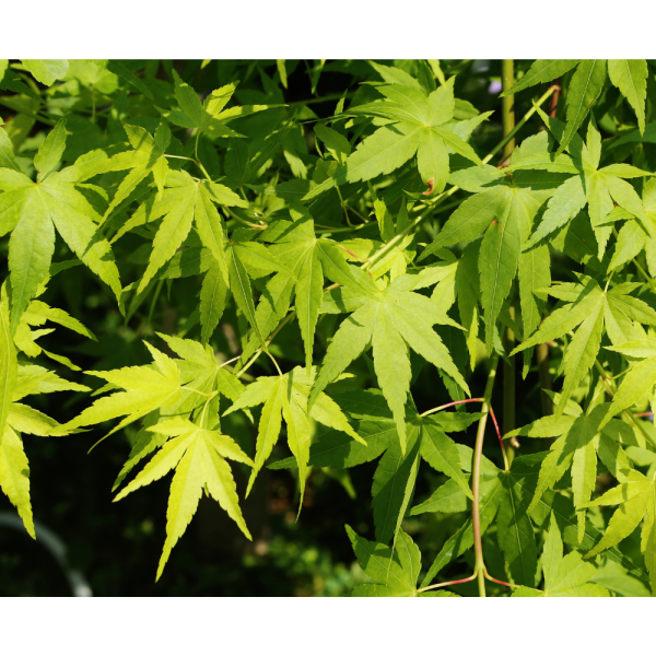 Arce palmeado (Acer palmatum) - Imagen 2