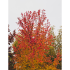Arce palmeado (Acer palmatum) - Imagen 3
