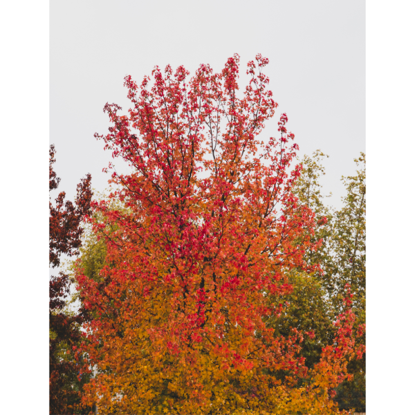 Arce palmeado (Acer palmatum) - Imagen 3