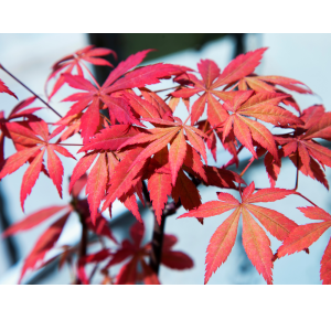 Arce palmeado (Acer palmatum)
