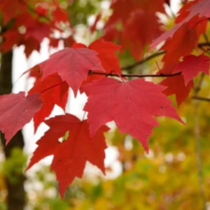 Arce rojo americano (Acer rubrum)