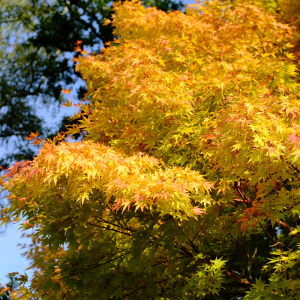Arce Sango-kaku (Acer Sango-kaku) - Imagen 2