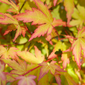 Arce Sango-kaku (Acer Sango-kaku)