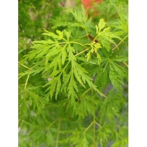 Arce Seiryu (Acer Seiryu)