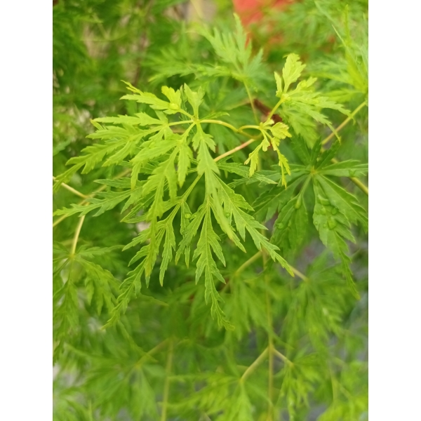 Arce Seiryu (Acer Seiryu)