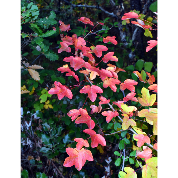 Arce de Montpellier (Acer monspessulanum) - Imagen 2
