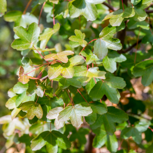 Arce de Montpellier (Acer monspessulanum)