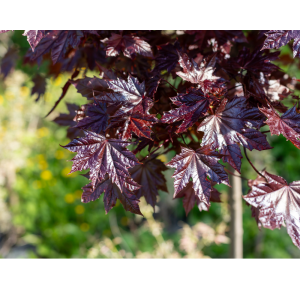 Arce Crimson King (Acer platanoides Crimson King)