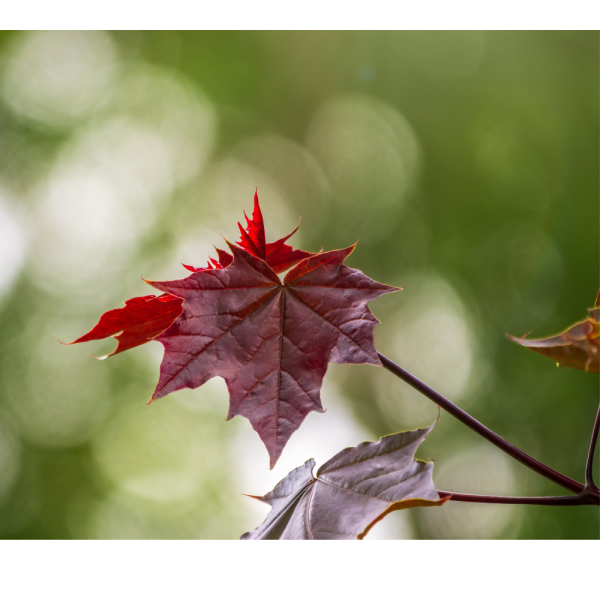 Arce Crimson King (Acer platanoides Crimson King) - Imagen 2