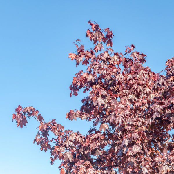 Arce Crimson King (Acer platanoides Crimson King) - Imagen 3