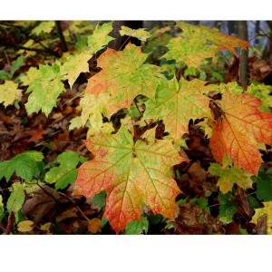 Arce blanco/falso plátano (Acer pseudoplatanus)