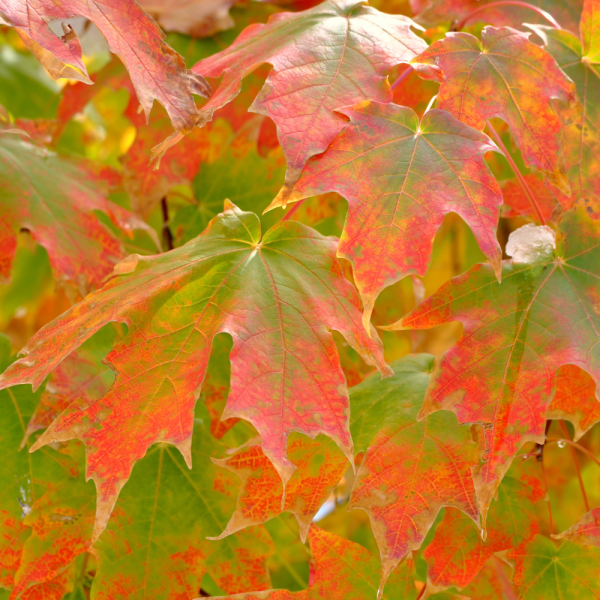 Arce sacarino /del azúcar (Acer saccharinum)