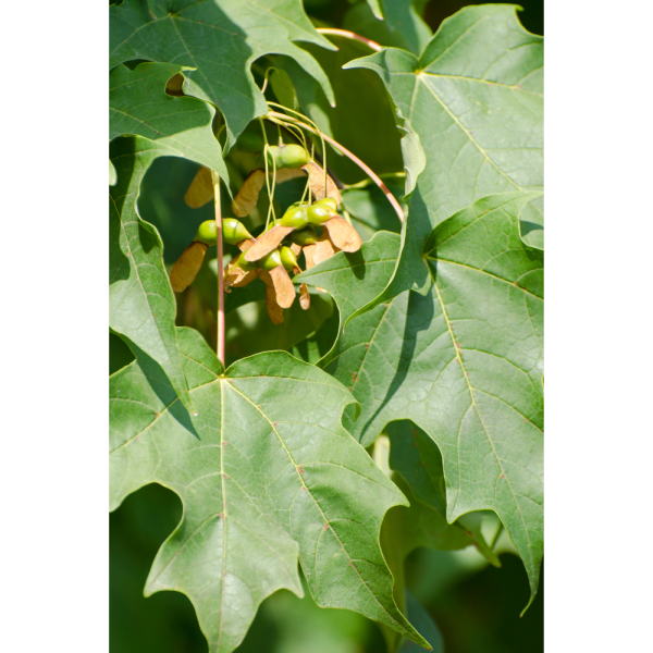 Arce sacarino /del azúcar (Acer saccharinum) - Imagen 2