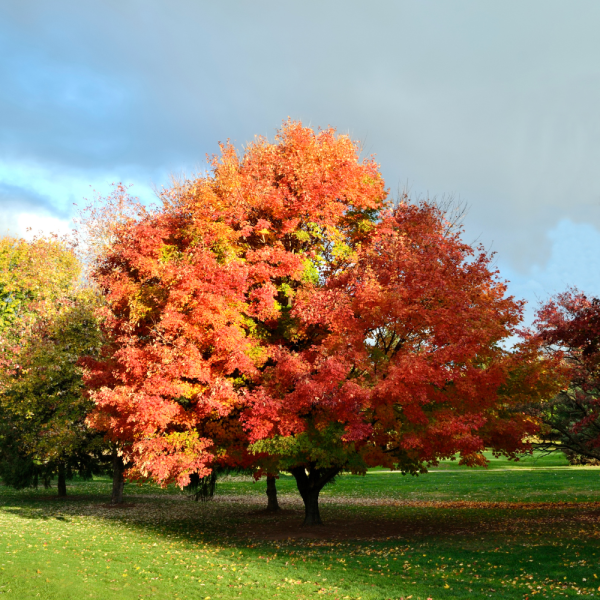 Arce sacarino /del azúcar (Acer saccharinum) - Imagen 3