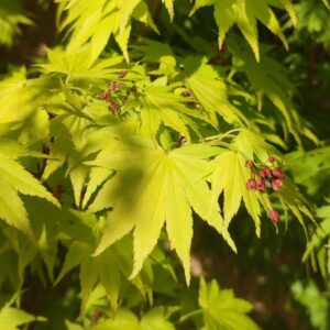 Arce Shirasawanum Jordan (Acer Shirasawanum Jordan)