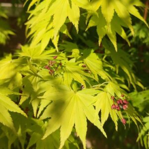 Arce Shirasawanum Jordan (Acer Shirasawanum Jordan)