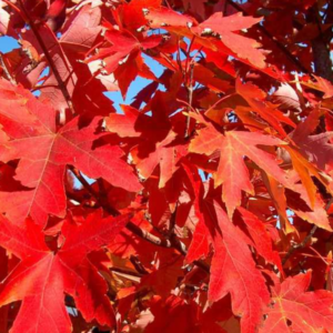 Arce de Freeman (Acer ×freemanii)