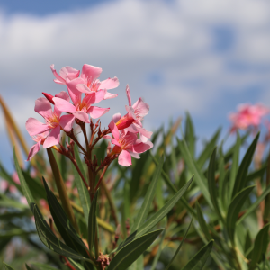 Adelfa (nerium oleander)