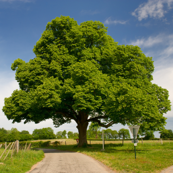 Castaño de Indias (Aesculus hippocastanum) - Imagen 4
