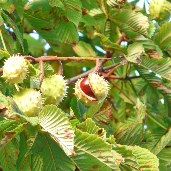 Castaño de Indias (Aesculus hippocastanum) - Imagen 2