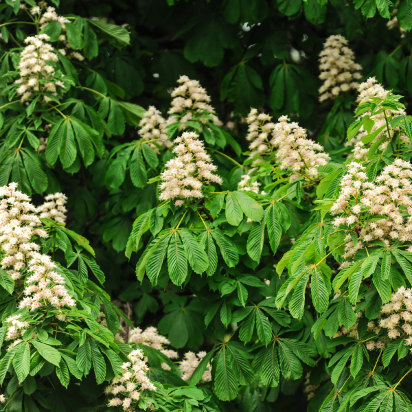 Castaño de Indias (Aesculus hippocastanum) - Imagen 3