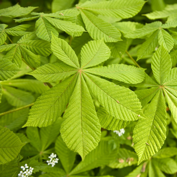 Castaño de Indias (Aesculus hippocastanum)