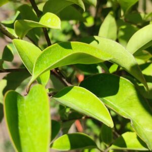 Aligustre/Aligustrón (Ligustrum japonicum)